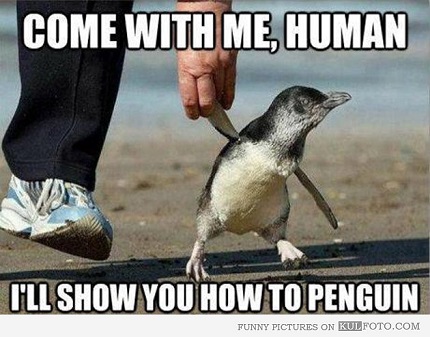 Little Penguins of Phillip Island